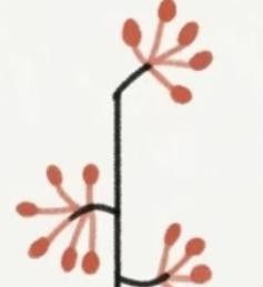 极简植物小画画起来 - 图画吧TUHUABA