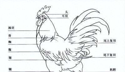 "画鸡"=画"吉"！用一幅画接财运，0基础教程来了 - 今日头条