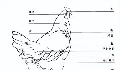 "画鸡"=画"吉"！用一幅画接财运，0基础教程来了 - 图画吧TUHUABA