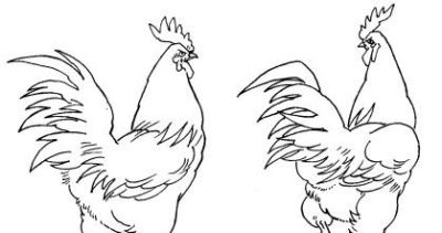 "画鸡"=画"吉"！用一幅画接财运，0基础教程来了 - 图画吧TUHUABA