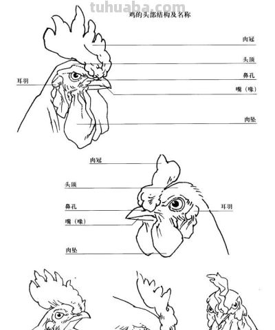 "画鸡"=画"吉"！用一幅画接财运，0基础教程来了 - 图画吧TUHUABA