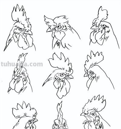 "画鸡"=画"吉"！用一幅画接财运，0基础教程来了 - 图画吧TUHUABA