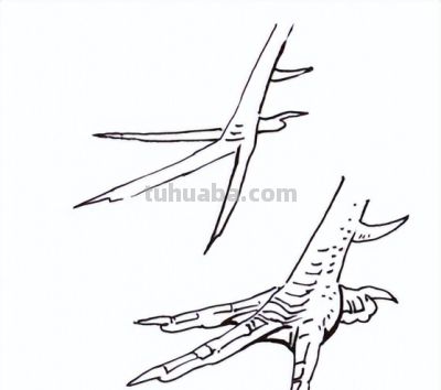 "画鸡"=画"吉"！用一幅画接财运，0基础教程来了 - 图画吧TUHUABA