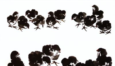 "画鸡"=画"吉"！用一幅画接财运，0基础教程来了 - 图画吧TUHUABA