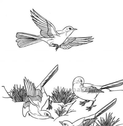 分享一组漂亮的白描小鸟画谱！ - 图画吧TUHUABA