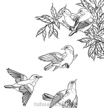 分享一组漂亮的白描小鸟画谱！ - 图画吧TUHUABA
