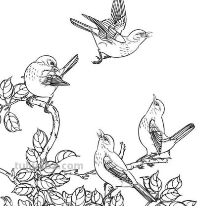 分享一组漂亮的白描小鸟画谱！ - 图画吧TUHUABA