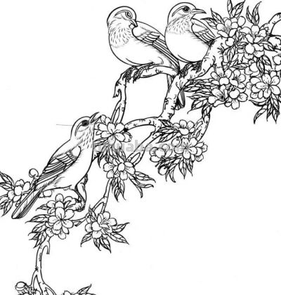 分享一组漂亮的白描小鸟画谱！ - 图画吧TUHUABA