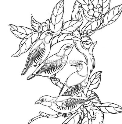 分享一组漂亮的白描小鸟画谱！ - 图画吧TUHUABA