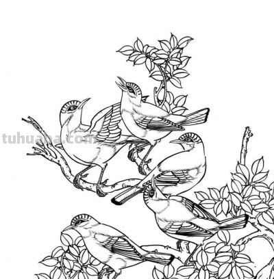 分享一组漂亮的白描小鸟画谱！ - 图画吧TUHUABA