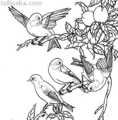 分享一组漂亮的白描小鸟画谱！ - 图画吧TUHUABA