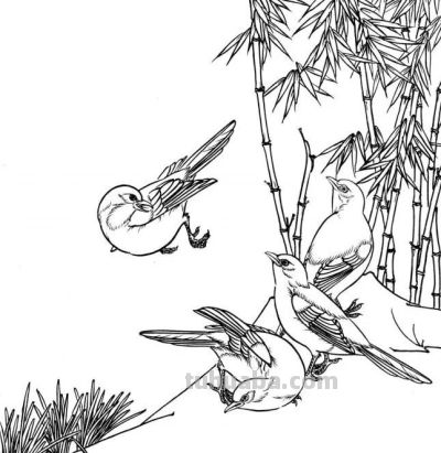 分享一组漂亮的白描小鸟画谱！ - 图画吧TUHUABA