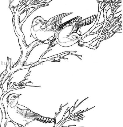 分享一组漂亮的白描小鸟画谱！ - 图画吧TUHUABA