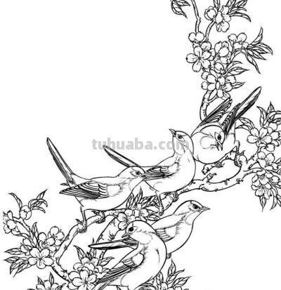 分享一组漂亮的白描小鸟画谱！ - 图画吧TUHUABA