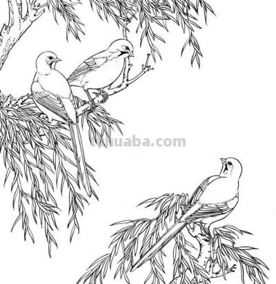 分享一组漂亮的白描小鸟画谱！ - 图画吧TUHUABA