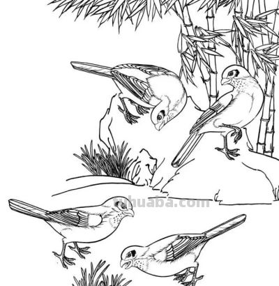 分享一组漂亮的白描小鸟画谱！ - 图画吧TUHUABA