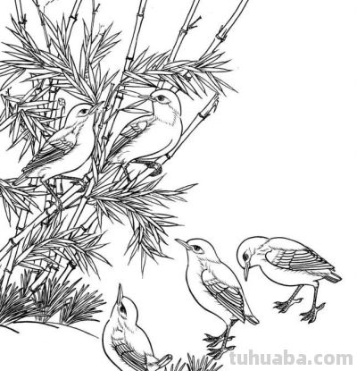 分享一组漂亮的白描小鸟画谱！ - 图画吧TUHUABA