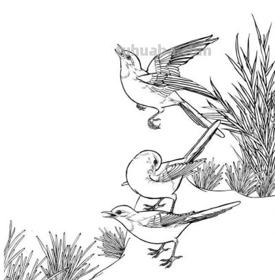 分享一组漂亮的白描小鸟画谱！ - 图画吧TUHUABA