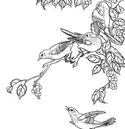 分享一组漂亮的白描小鸟画谱！ - 图画吧TUHUABA