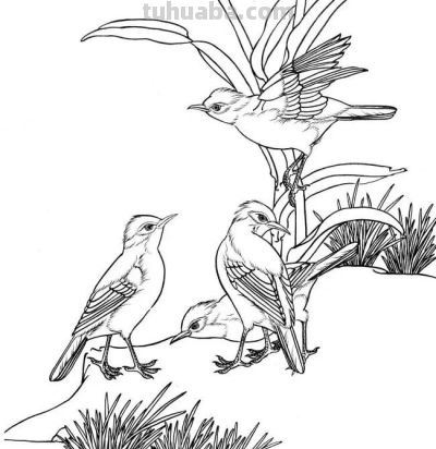 分享一组漂亮的白描小鸟画谱！ - 图画吧TUHUABA