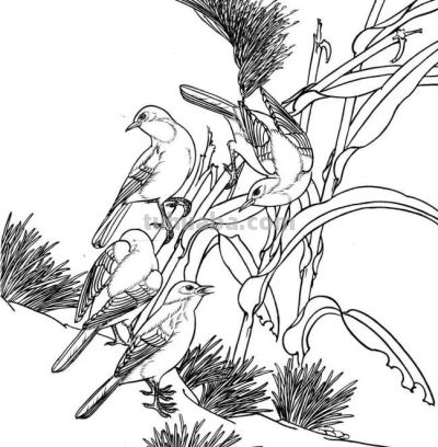 分享一组漂亮的白描小鸟画谱！ - 图画吧TUHUABA
