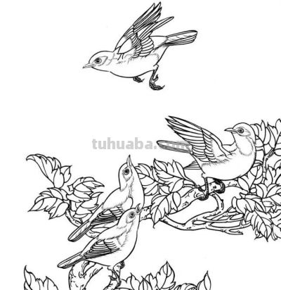 分享一组漂亮的白描小鸟画谱！ - 图画吧TUHUABA
