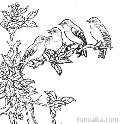 分享一组漂亮的白描小鸟画谱！ - 图画吧TUHUABA