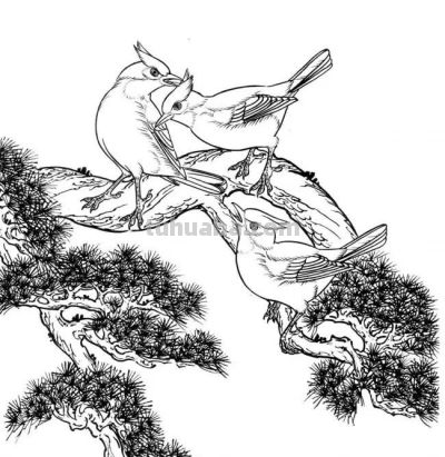 分享一组漂亮的白描小鸟画谱！ - 图画吧TUHUABA