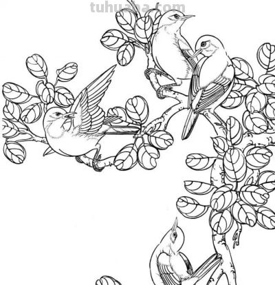 分享一组漂亮的白描小鸟画谱！ - 图画吧TUHUABA