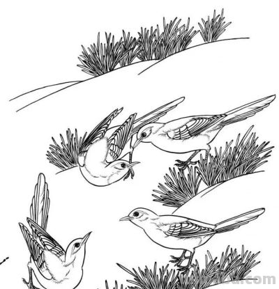 分享一组漂亮的白描小鸟画谱！ - 图画吧TUHUABA
