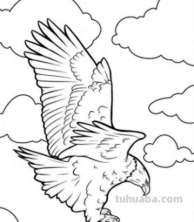 飞翔的老鹰手绘线稿，临摹学画 - 今日头条