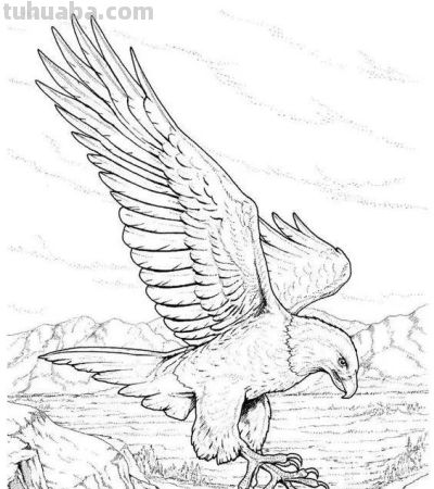 飞翔的老鹰手绘线稿，临摹学画 - 图画吧TUHUABA