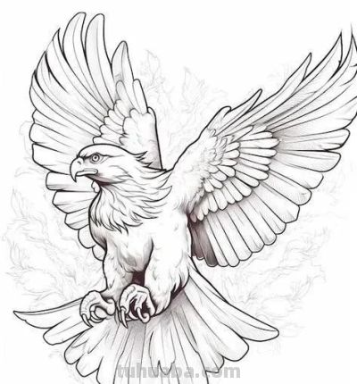 飞翔的老鹰手绘线稿，临摹学画 - 图画吧TUHUABA