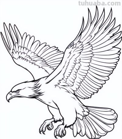 飞翔的老鹰手绘线稿，临摹学画 - 图画吧TUHUABA