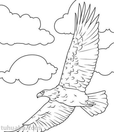 飞翔的老鹰手绘线稿，临摹学画 - 图画吧TUHUABA