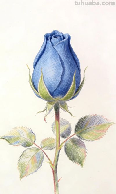 彩铅花卉插画分享 - 图画吧TUHUABA