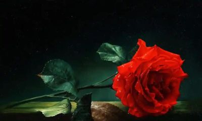 现代俄罗斯艺术家阿列克谢.安东诺夫极致的静物花卉油画作品欣赏 - 今日头条 现代俄罗斯艺术家阿列克谢.安东诺夫极致的静物花卉油画作品欣赏 - 图画吧TUHUABA