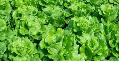 种这5种叶菜，越湿越脆嫩！缺水秒变“柴火棍”，家庭种植零失败 - 图画吧TUHUABA