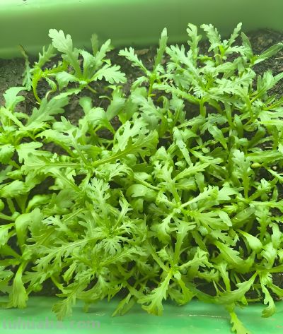 种这5种叶菜，越湿越脆嫩！缺水秒变“柴火棍”，家庭种植零失败 - 图画吧TUHUABA