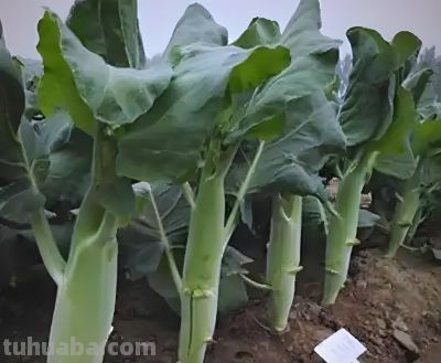 种这5种叶菜，越湿越脆嫩！缺水秒变“柴火棍”，家庭种植零失败 - 图画吧TUHUABA