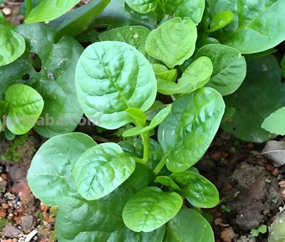 种这5种叶菜，越湿越脆嫩！缺水秒变“柴火棍”，家庭种植零失败 - 图画吧TUHUABA