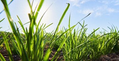 韭菜种植全攻略：全国通用版，多年生宿根，一茬种多年，家庭菜园 - 今日头条