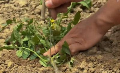 蔬菜高产种植秘诀，家庭园艺速成指南 - 今日头条