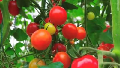 蔬菜高产种植秘诀，家庭园艺速成指南 - 图画吧TUHUABA