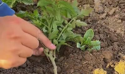 蔬菜高产种植秘诀，家庭园艺速成指南 - 图画吧TUHUABA