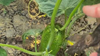 蔬菜高产种植秘诀，家庭园艺速成指南 - 图画吧TUHUABA