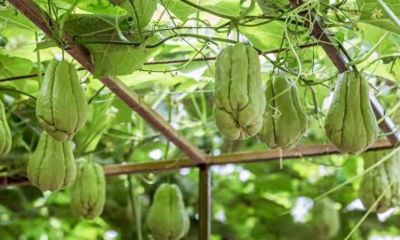 家庭种植蔬菜，这几种可不能随便种，吃不了又不好卖，到时还麻烦 - 今日头条