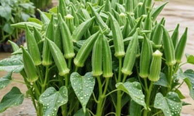 家庭种植蔬菜，这几种可不能随便种，吃不了又不好卖，到时还麻烦 - 图画吧TUHUABA