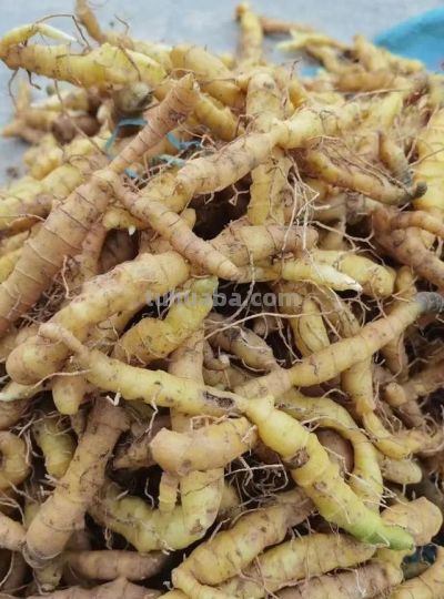 家庭空地种这“懒人作物”,1年稳赚4万! - 今日头条 家庭空地种这“懒人作物”,1年稳赚4万! - 图画吧TUHUABA