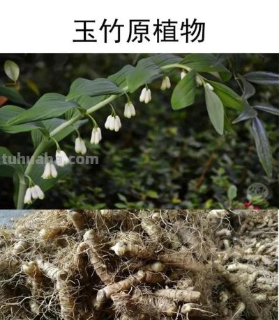 家庭空地种这“懒人作物”,1年稳赚4万! - 今日头条 家庭空地种这“懒人作物”,1年稳赚4万! - 图画吧TUHUABA